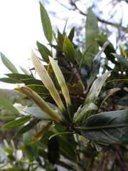 Atractocarpus heterophyllus