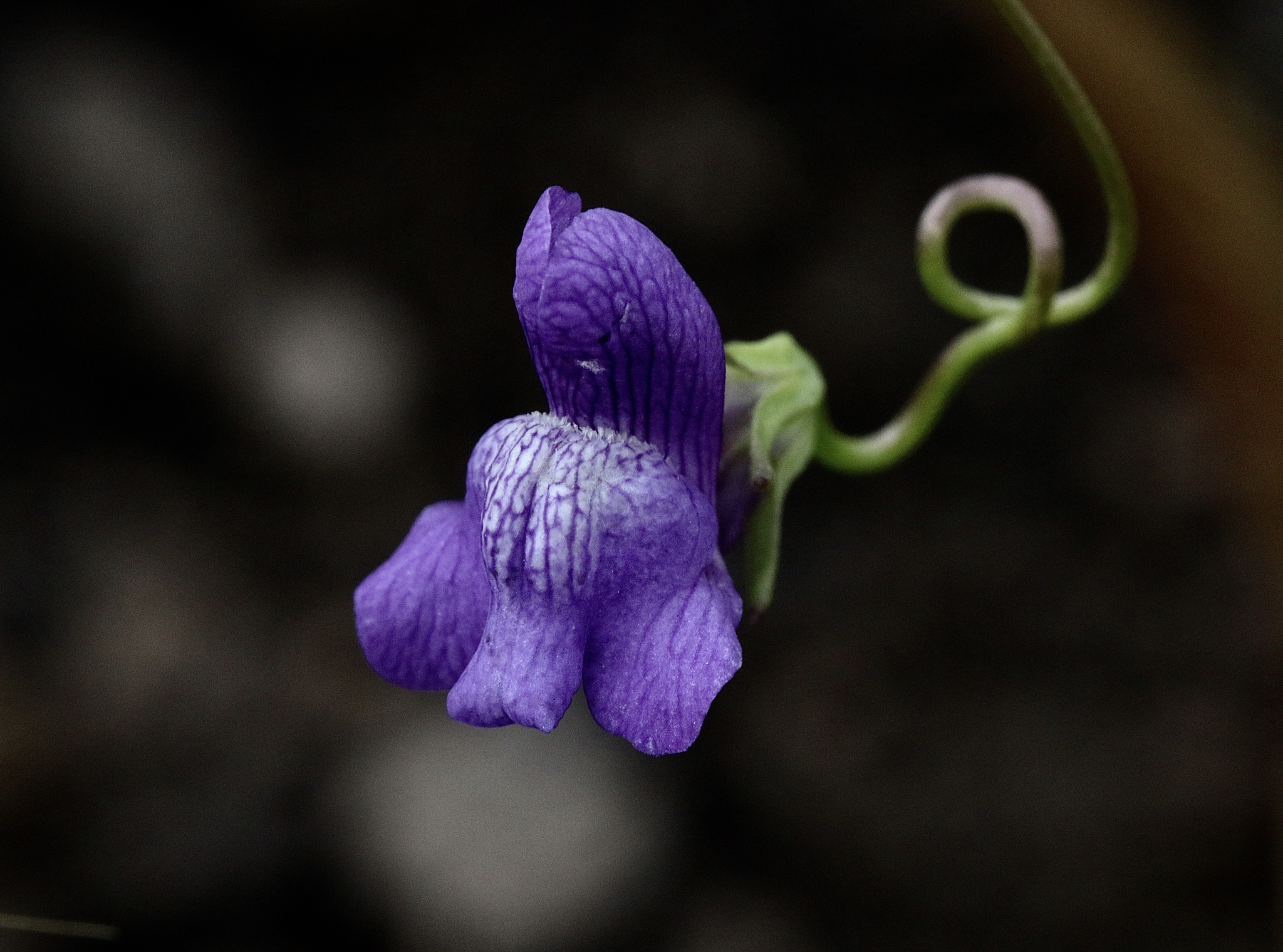Neogaerrhinum strictum