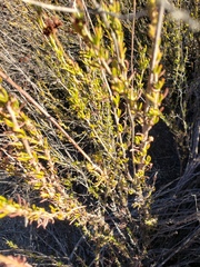 Eriogonum fasciculatum