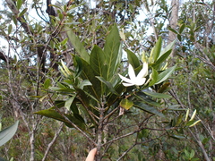 Atractocarpus heterophyllus
