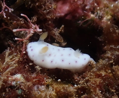 Chromodoris aspersa