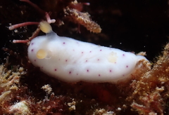 Chromodoris aspersa