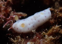 Chromodoris aspersa