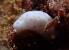 Chromodoris aspersa
