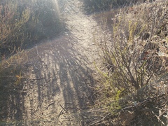 Eriogonum fasciculatum