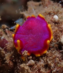 Pseudoceros ferrugineus