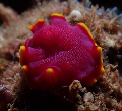 Pseudoceros ferrugineus