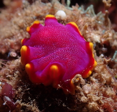 Pseudoceros ferrugineus