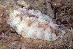 Dendrodoris tuberculosa