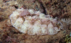 Dendrodoris tuberculosa