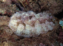 Dendrodoris tuberculosa