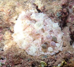 Dendrodoris tuberculosa