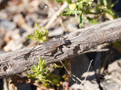 Eurepa marginipennis