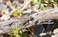 Eurepa marginipennis