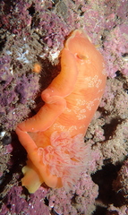 Hexabranchus