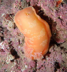 Hexabranchus