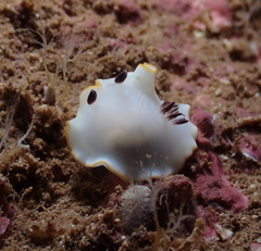 Ardeadoris scottjohnsoni