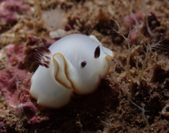 Ardeadoris scottjohnsoni