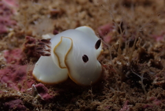 Ardeadoris scottjohnsoni