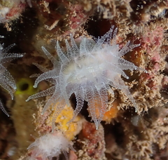 Cladopsammia eguchii