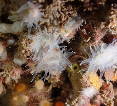 Cladopsammia eguchii