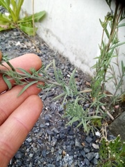 Linaria arvensis