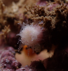 Cladopsammia eguchii