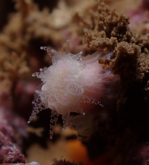 Cladopsammia eguchii