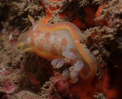 Hexabranchus