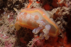 Hexabranchus