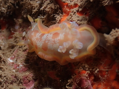 Hexabranchus