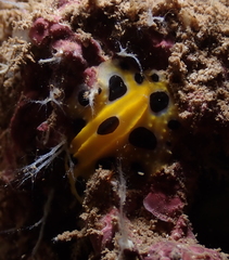 Phyllidia polkadotsa