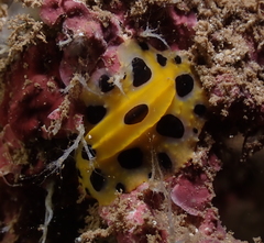 Phyllidia polkadotsa