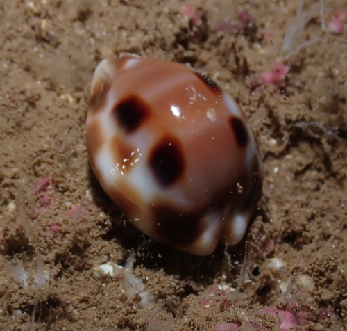 Cypraea tessellata observed 2021-11-19