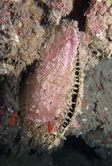 Pinctada margaritifera