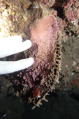 Pinctada margaritifera