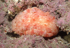 Hexabranchus