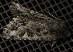 Miodera stigmata