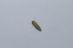 Xyphon reticulatum