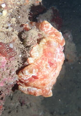 Hexabranchus