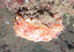Hexabranchus