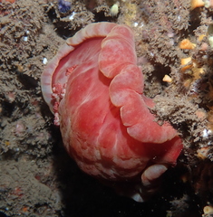 Hexabranchus