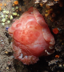 Hexabranchus