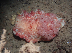 Hexabranchus