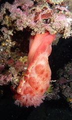 Hexabranchus