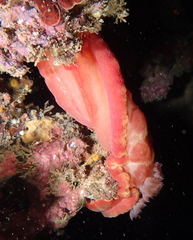 Hexabranchus