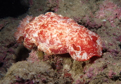 Hexabranchus