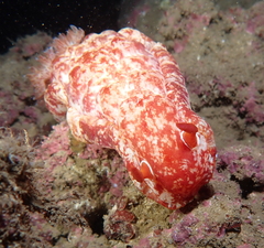 Hexabranchus