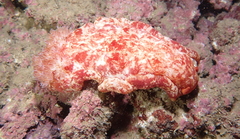 Hexabranchus