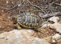 Testudo hermanni hermanni